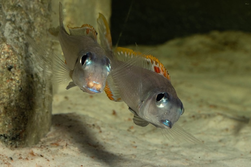 Xenotilapia nigrolabiata 'Chituta Bay'